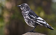 Western Jackdaw (Coloeus monedula)